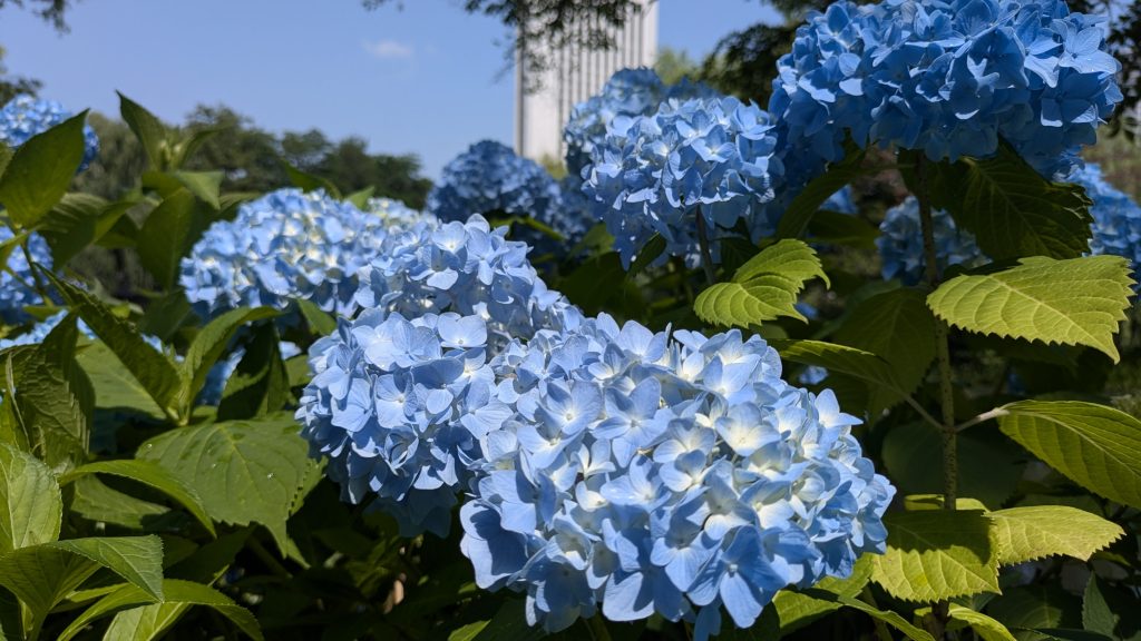 中島公園あじさい　24.7.10