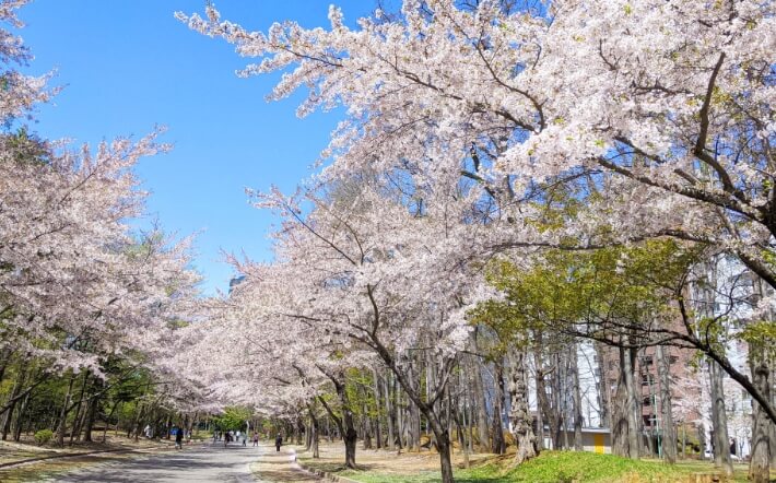 中島公園の桜並木