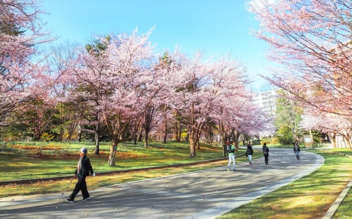 中島公園の桜並木