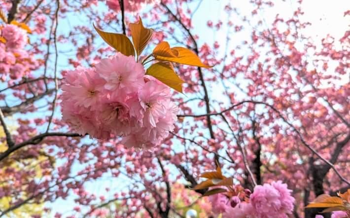 さまざまな種類の桜