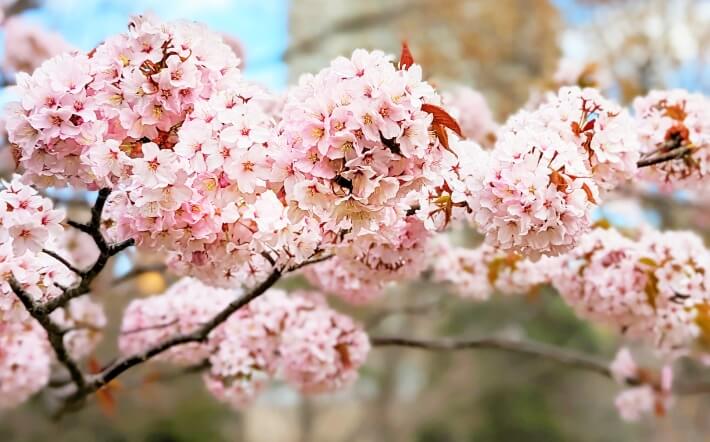 さまざまな種類の桜