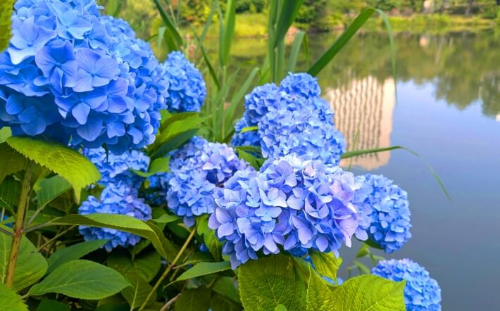 中島公園の紫陽花