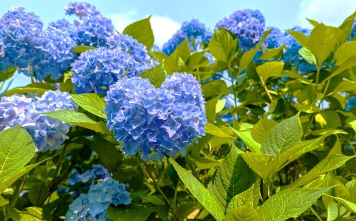 中島公園の紫陽花