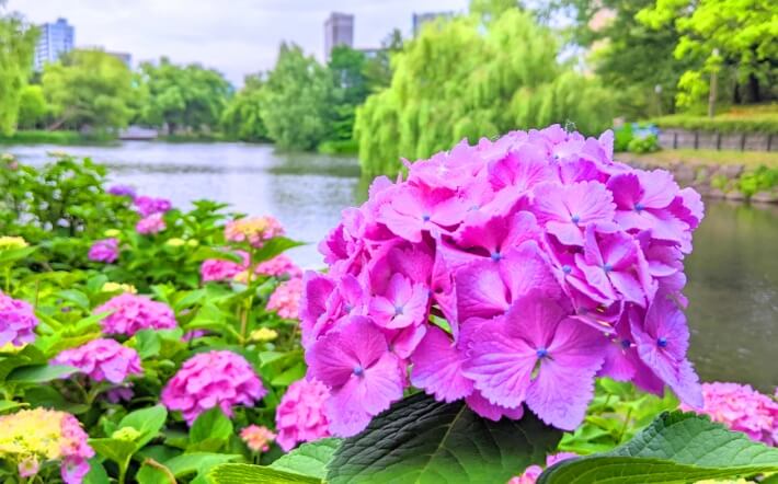 中島公園の紫陽花