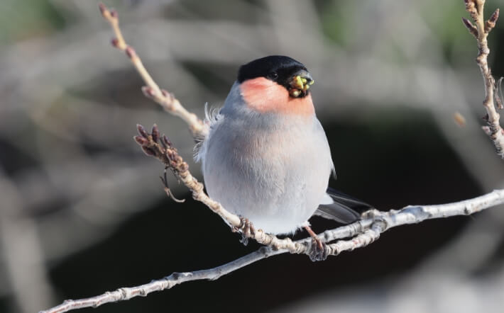 冬の野鳥観察