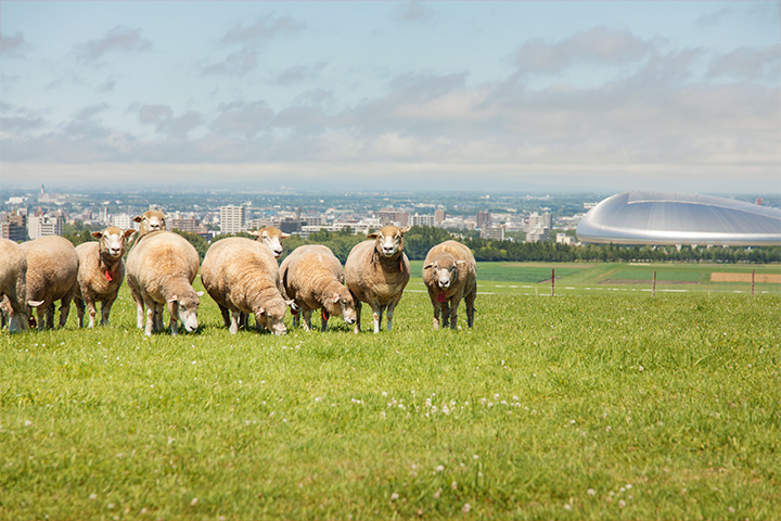 【駐車場無料&アーリーチェックイン特典】さっぽろ羊ヶ丘展望台 入場券付きプラン